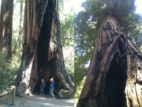 Disse redwoodtrærne kan bli over 100 meter høye, og greier allikevel å dra vann helt opp til de øverste bladene sine. 